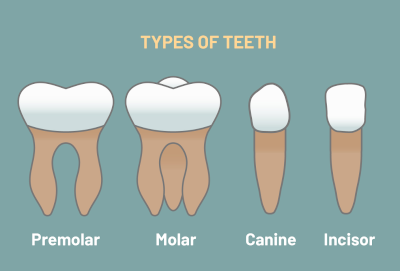 Four Teeth